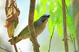 Buff-throated Saltator